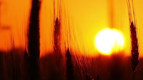 Espigillas de trigo sobre el fondo de la puesta de sol