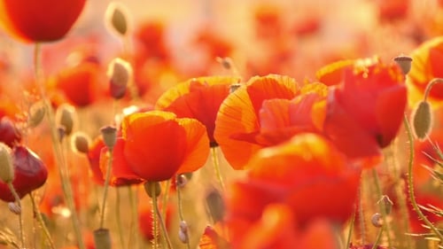 Red Poppies In The Field