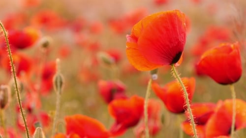 Beautiful Red Poppies In The Field
