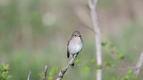 Spotted flycatcher Muscicapa striata in natural habitat