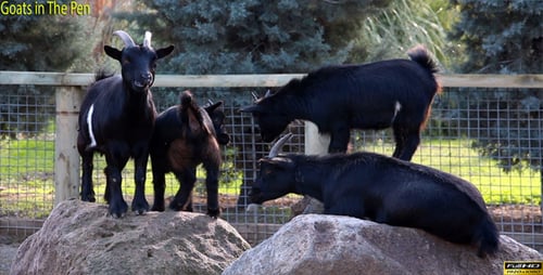 Goats in The Pen