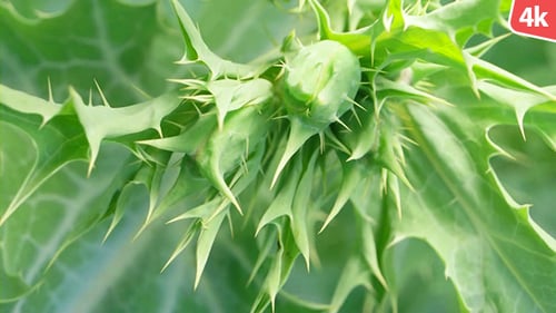 Green Leaf 578