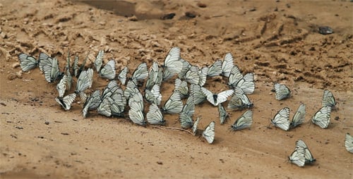 Group Of Butterflies