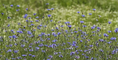 Cornflowers