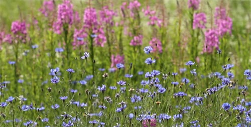 Bleuets et lupins dans le pré