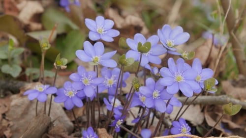 Violets Flowers
