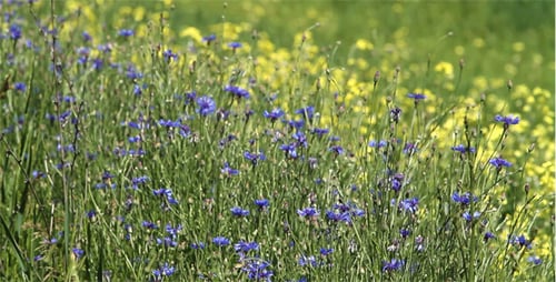 Cornflowers In The Meadow