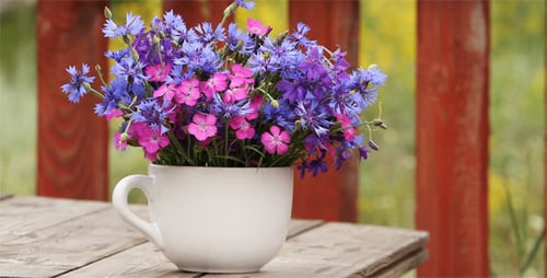 Fleurs sauvages, oeillet et bleuet