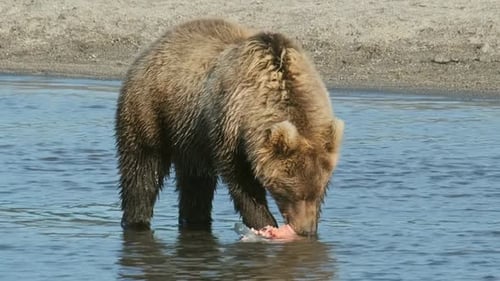 Brown Bear Eating Fish in River