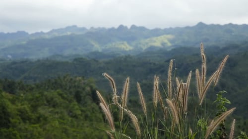 Panoramic Views Of Jungle Mountains In Philippines