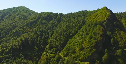 Wald 4