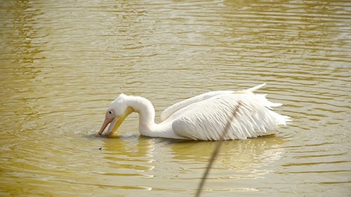 Pelican in the Water Looking For Food