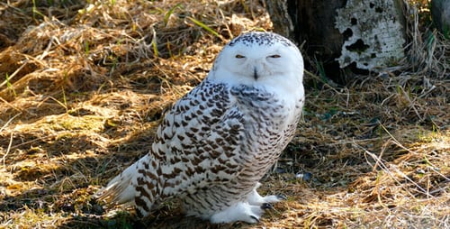 Owl