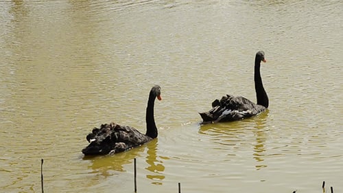 Zwei schwarze Schwäne schwimmen zusammen im Teich