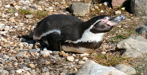 Resting Humboldt Penguin on a Rocky Ground
