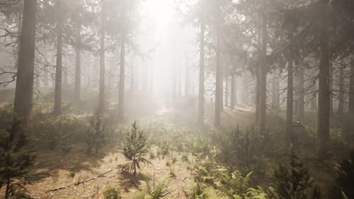 Sunbeams in Natural Spruce Forest