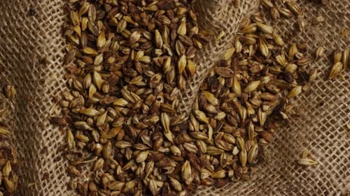 Tiro rotativo de cevada e outros ingredientes de fabricação de cerveja