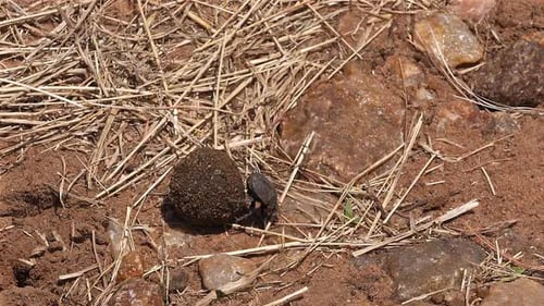 Dung Beetle Rolls Ball Across Dry Ground