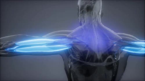 3D Human Arm Muscle Anatomy Scan Visualization