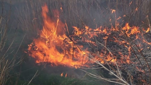 Dry Straw Burning