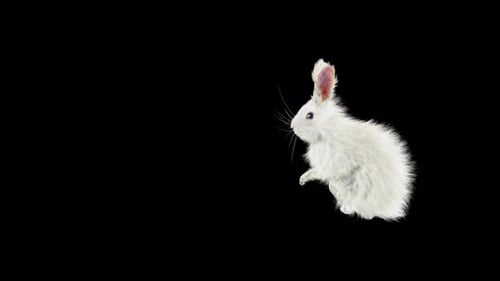 Animated Fluffy White Rabbit Hopping on Alpha Channel