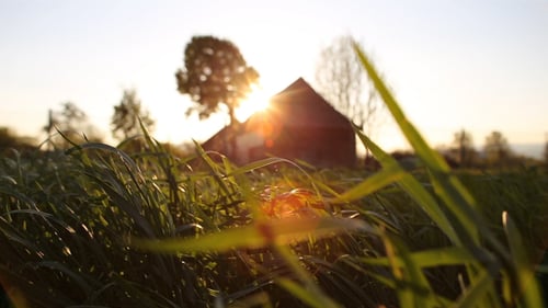 Golden Light on Grassy Field at Sunset