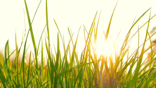 Fresh Grass And The Sun