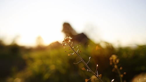 Plant Budding at Golden Hour in Countryside