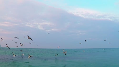 Seagulls Flying Over the Sea