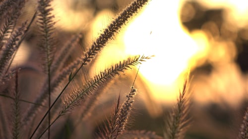 Wild Grass Illuminated by Golden Sunlight
