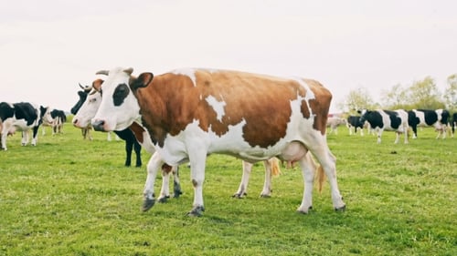 Cows Grazing On a Green Meadow