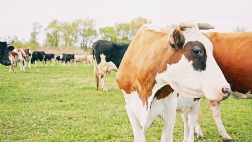 Cows Grazing On a Green Meadow