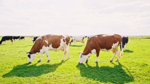 Cows Grazing On a Green Meadow