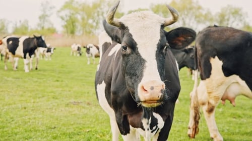 Cows Grazing On a Green Meadow