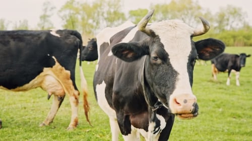 Kühe grasen auf einer grünen Wiese