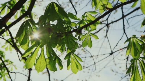 Rays Of Sun Shining Through The Leaves Of Chestnut