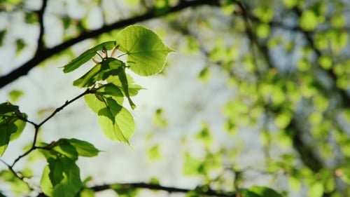 The Spring Sun Is Shining Through Green Leaves