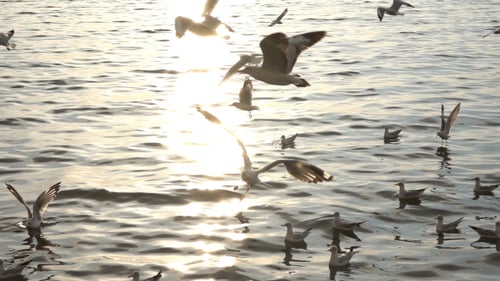 Birds