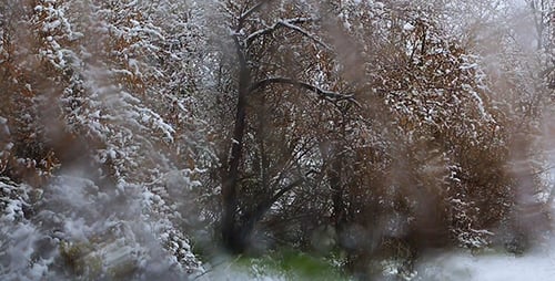 Snow Covered Trees on Cold Winter Day