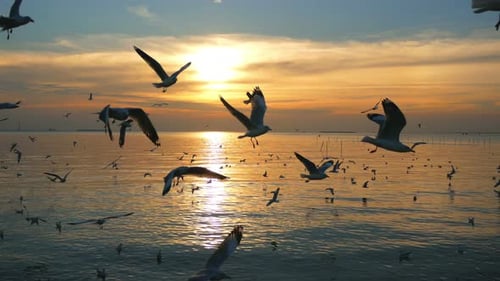 Seagulls Flying Over Ocean at Sunset