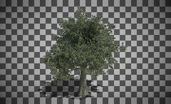 Growing Tree Animation with Separated Shadow in Slow and Fast Versions ...