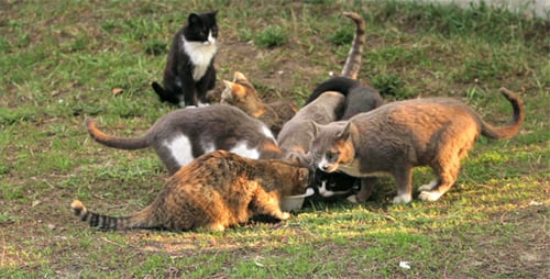 Group of Cats Eating from a Bowl Together