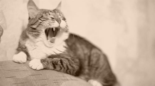 Yawning Cat