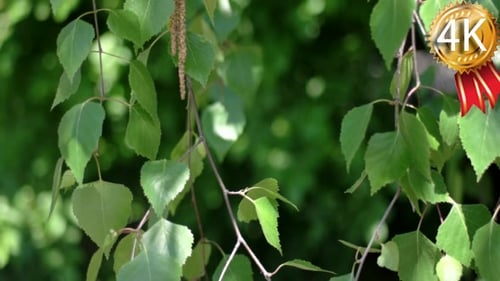 Green Leaves Moving in the Wind.