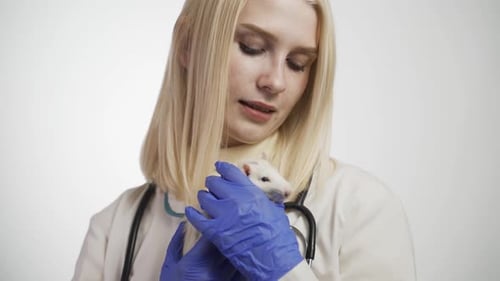 Veterinarian Holding White Rat with Blue Gloves