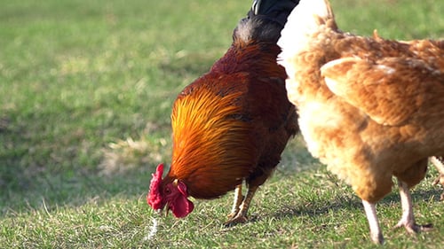 Chickens