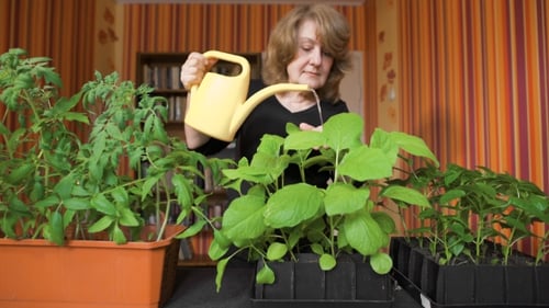 Woman Waters Potted Plants Indoors