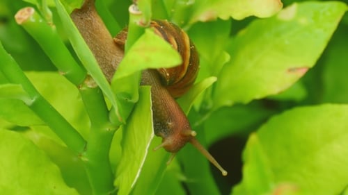 Garden Snail On a Branch