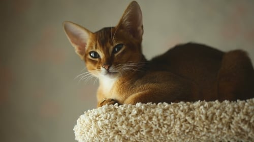 Abyssinian Kitten