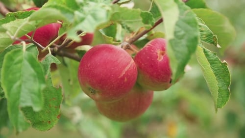 Ripe Red Apples On a Tree